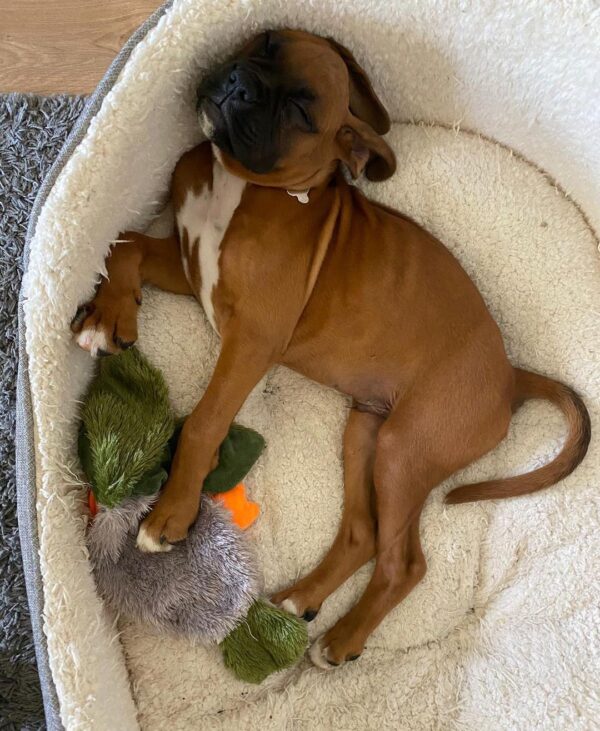 🐾 Regi – Weiblicher Boxer-Welpe 🐶🌸 – Bild 3