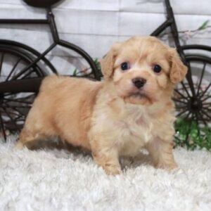 🐾 Sage – Weiblicher Cavachon-Welpe 🐶🌸