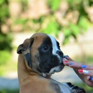🐾 Sam – Männlicher Boxer-Welpe 🐶🦴