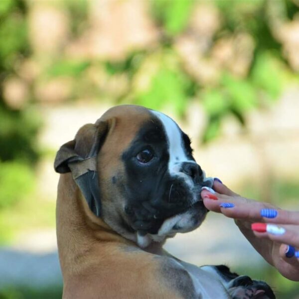 🐾 Sam – Männlicher Boxer-Welpe 🐶🦴