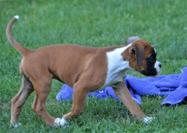 🐾 Sam – Männlicher Boxer-Welpe 🐶🦴 – Bild 3