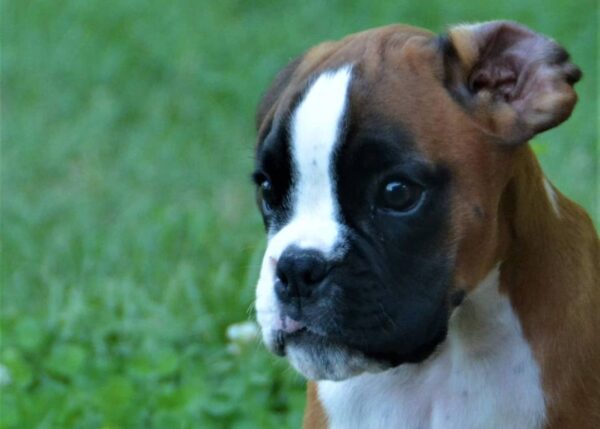 🐾 Sam – Männlicher Boxer-Welpe 🐶🦴 – Bild 4