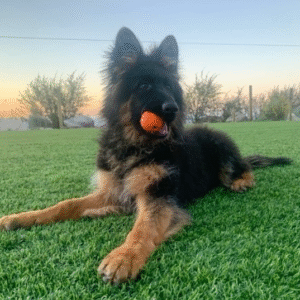 🐾 Samira – Weiblicher Deutscher Schäferhund-Welpe 🐶💕