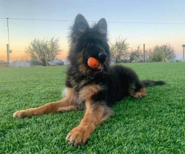 🐾 Kayla – Weiblicher Deutscher Schäferhund-Welpe 🐶🖤 – Bild 3