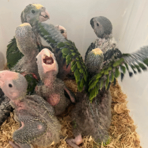 Amazonenpapagei kaufen basel