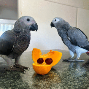 🦜 12 Monate alte weibliche Graupapageien (African Grey) – Handaufgezogen & gesund
