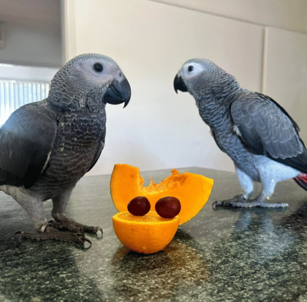 🦜 12 Monate alte weibliche Graupapageien (African Grey) – Handaufgezogen & gesund