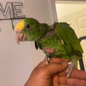 🦜 3 Monate alte weibliche Double Yellow Head Amazon (Gelbkopf-Amazone) zu verkaufen – handaufgezogen & freundlich