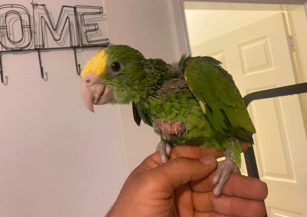 🦜 3 Monate alte weibliche Double Yellow Head Amazon (Gelbkopf-Amazone) zu verkaufen – handaufgezogen & freundlich