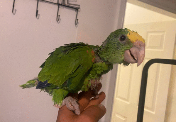 🦜 3 Monate alte weibliche Double Yellow Head Amazon (Gelbkopf-Amazone) zu verkaufen – handaufgezogen & freundlich – Bild 2