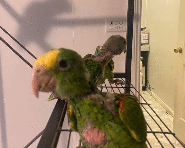 🦜 6 Monate alter männlicher Double Yellow Head Amazon (Gelbkopf-Amazone) zu verkaufen – handaufgezogen & sprechfreudig – Bild 3