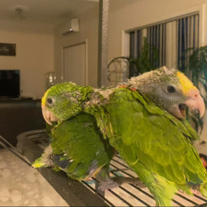 🦜 6 Monate alter männlicher Double Yellow Head Amazon (Gelbkopf-Amazone) zu verkaufen – handaufgezogen & sprechfreudig