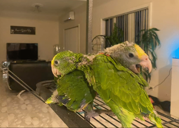 🦜 6 Monate alter männlicher Double Yellow Head Amazon (Gelbkopf-Amazone) zu verkaufen – handaufgezogen & sprechfreudig