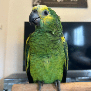🦜 6 Monate alter Double Yellow Head Amazon (Gelbkopf-Amazone) zu verkaufen – handaufgezogen & sozialisiert