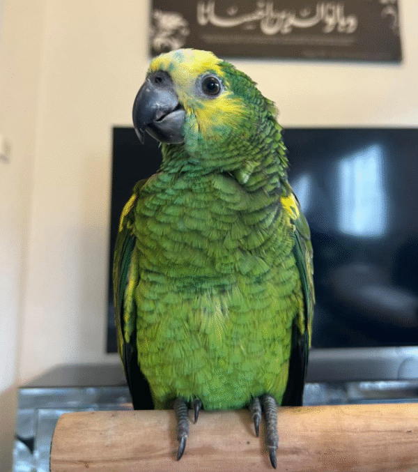 🦜 6 Monate alter Double Yellow Head Amazon (Gelbkopf-Amazone) zu verkaufen – handaufgezogen & sozialisiert