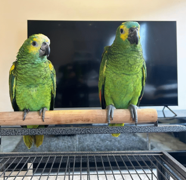 🦜 6 Monate alter Double Yellow Head Amazon (Gelbkopf-Amazone) zu verkaufen – handaufgezogen & sozialisiert – Bild 3