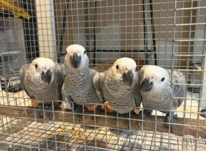🦜 6 Monate alte männliche Graupapageien (African Grey) – Handaufgezogen & gesund