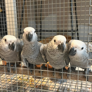 🦜 6 Monate alte männliche Graupapageien (African Grey) – Handaufgezogen & gesund