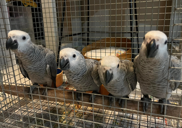 🦜 3 Monate alte Graupapageien (African Grey) – Handaufgezogen & sozialisiert – Bild 2