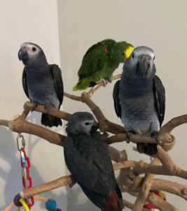 🦜 9 Monate alte Graupapageien (African Grey) – Handaufgezogen & gesund