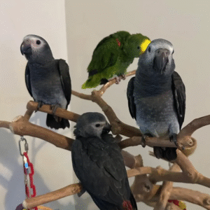 🦜 9 Monate alte Graupapageien (African Grey) – Handaufgezogen & gesund