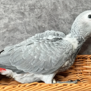 🦜 3 Monate alte Graupapageien (African Grey) – Handaufgezogen & sozialisiert