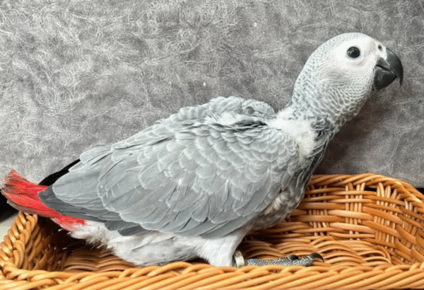 🦜 3 Monate alte Graupapageien (African Grey) – Handaufgezogen & sozialisiert