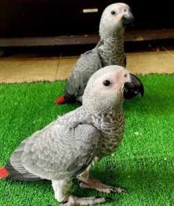 🦜 6 Monate alte Graupapageien (African Grey) – Handaufgezogen & gesund