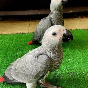 🦜 6 Monate alte Graupapageien (African Grey) – Handaufgezogen & gesund