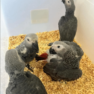 🦜 3 Monate alte männliche Graupapageien (African Grey) – Handaufgezogen & gesund