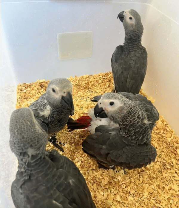 🦜 3 Monate alte Graupapageien (African Grey) – Handaufgezogen & sozialisiert – Bild 2