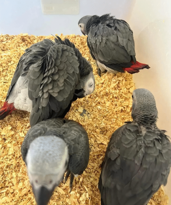 🦜 3 Monate alte Graupapageien (African Grey) – Handaufgezogen & sozialisiert – Bild 3