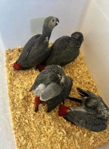 🦜 3 Monate alte Graupapageien (African Grey) – Handaufgezogen & sozialisiert