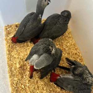 🦜 3 Monate alte Graupapageien (African Grey) – Handaufgezogen & sozialisiert