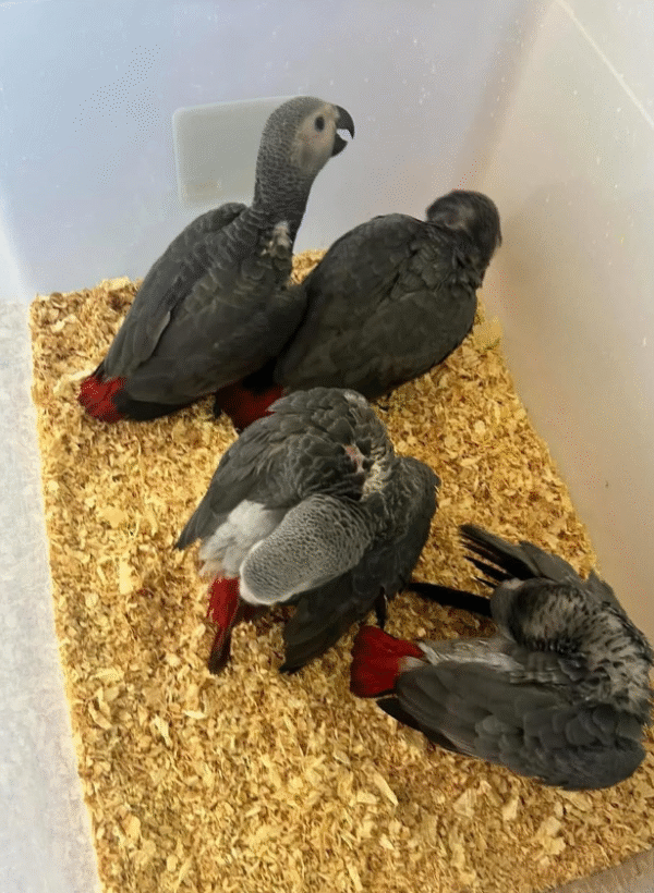 🦜 3 Monate alte weibliche Graupapageien (African Grey) – Handaufgezogen & gesund – Bild 2