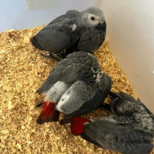 🦜 3 Monate alte weibliche Graupapageien (African Grey) – Handaufgezogen & gesund