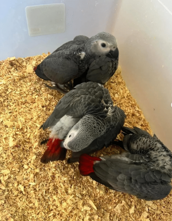 🦜 3 Monate alte Graupapageien (African Grey) – Handaufgezogen & sozialisiert – Bild 3