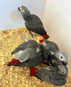 🦜 3 Monate alte Graupapageien (African Grey) – Handaufgezogen & sozialisiert