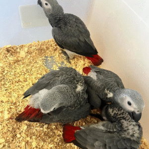 🦜 3 Monate alte Graupapageien (African Grey) – Handaufgezogen & sozialisiert