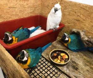 🦜 3 Männliche Gelbbrustaras Papageien – 3 Monate alt – Handaufzucht mit Herz
