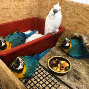 🦜 3 Männliche Gelbbrustaras Papageien – 3 Monate alt – Handaufzucht mit Herz