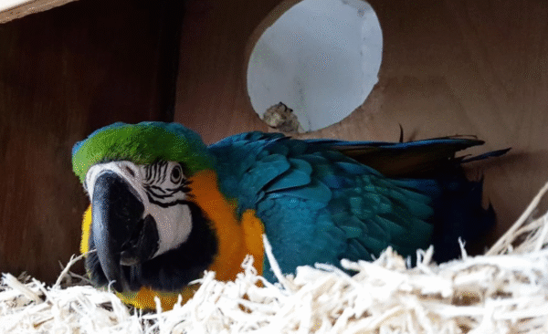 🦜 3 Männliche Gelbbrustaras Papageien – 3 Monate alt – Handaufzucht mit Herz – Bild 3