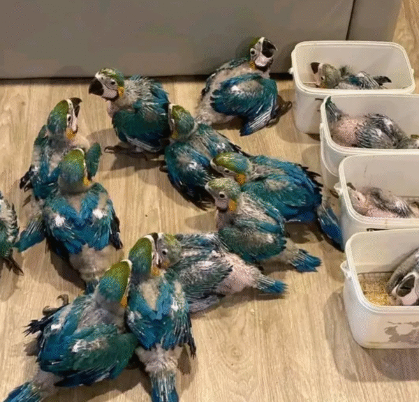 🦜 3 Monate alter Gelbbrustara Papagei – Handzahm & bereit für ein liebevolles Zuhause – Bild 4