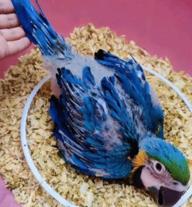 🦜 3 Monate alter Gelbbrustara Papagei – Handzahm & bereit für ein liebevolles Zuhause