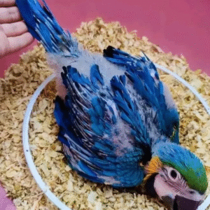 🦜 3 Monate alter Gelbbrustara Papagei – Handzahm & bereit für ein liebevolles Zuhause