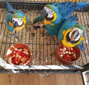 🦜 6 Monate alter Gelbbrustara Papagei zu verkaufen | Jetzt entdecken auf papagei-papageieneier.de