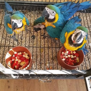 🦜 6 Monate alter Gelbbrustara Papagei zu verkaufen | Jetzt entdecken auf papagei-papageieneier.de