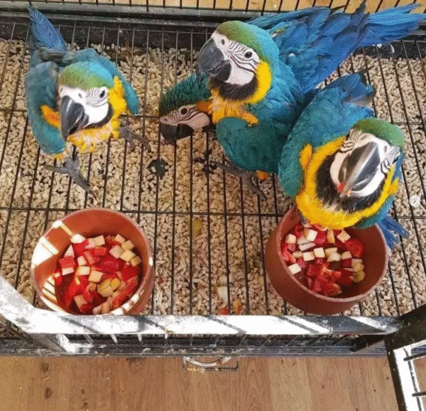 🦜 3 Monate alter Gelbbrustara Papagei – Handzahm & bereit für ein liebevolles Zuhause – Bild 3