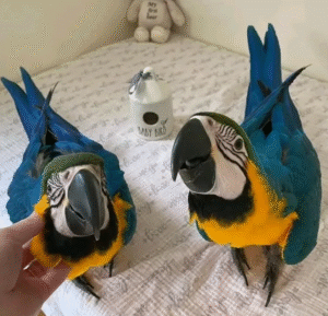🦜 6 Monate alte weibliche Gelbbrustara Papageidame – Zahm & bereit für ein neues Zuhause