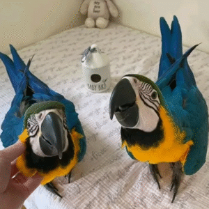 🦜 6 Monate alte weibliche Gelbbrustara Papageidame – Zahm & bereit für ein neues Zuhause